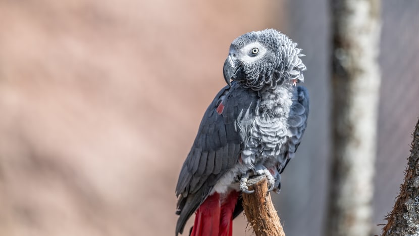Graupapagei in der Lewa Savanne im Zoo Zürich.