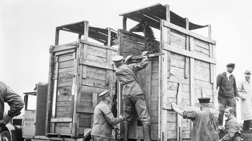 Ankunft Giraffen 1935
