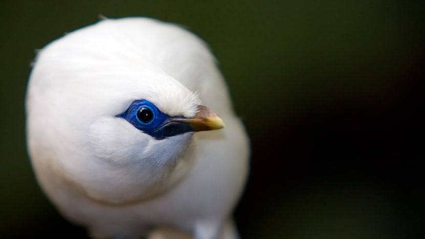 Balistar im Zoo Zürich.