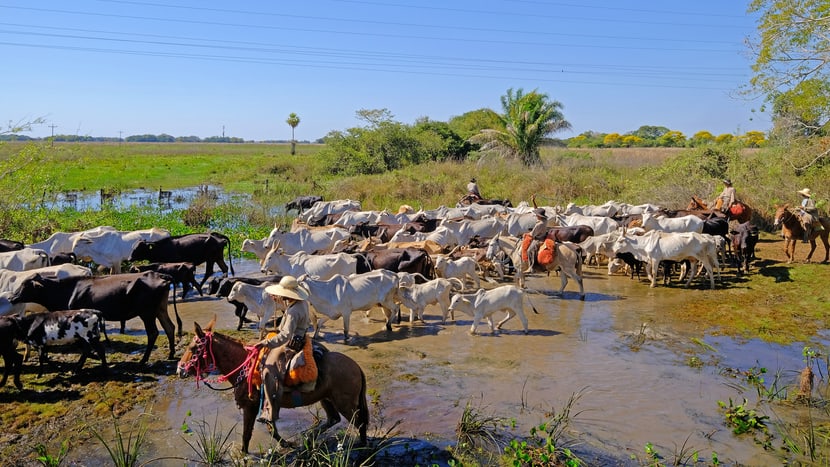 Spendenobjekt Pantanal Voliere Naturschutzausstellung