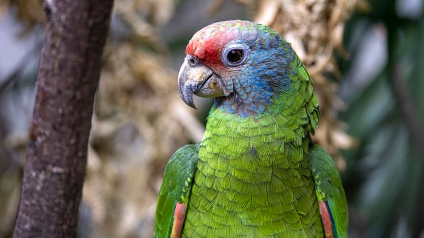 Rotschwanzamazone im Zoo Zürich
