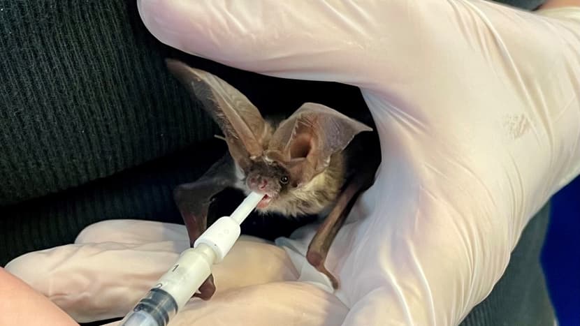 Langohr Fledermaus