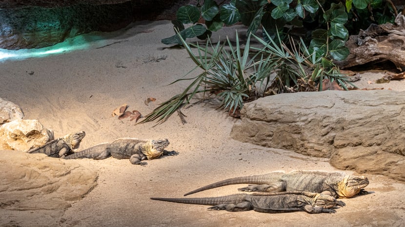 Exuma-Wirtelschwanzleguane im Australienhaus. 