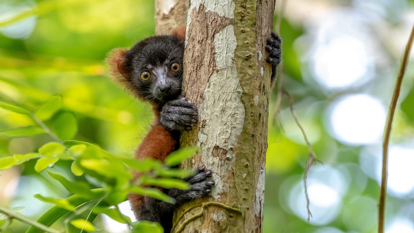 Junger Roter Vari im Masoala Regenwald des Zoo Zürich.