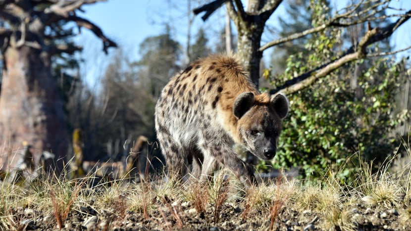 Tüpfelhyäne Masangao in der Lewa Savanne.