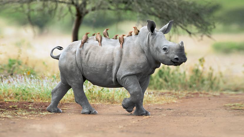 Nashorn