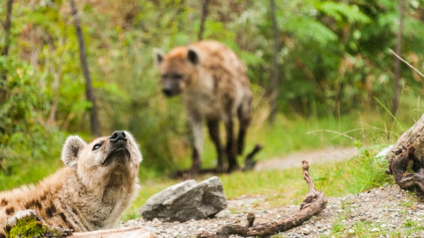 Tüpfelhyänen Tesi und Masangao in der Lewa Savanne des Zoo Zürich.