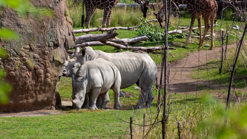 Breitmaulnashörner und Netzgiraffen in der Lewa Savanne des Zoo Zürich.