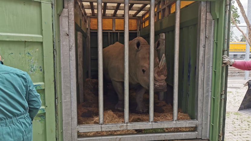 Nashornbulle Kimba in der Transportbox.