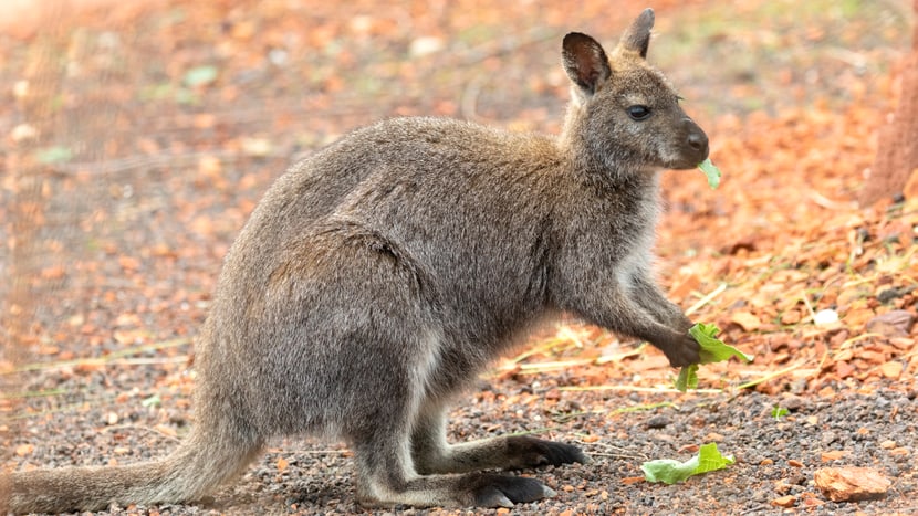 Bennet-Wallaby beim Fressen in der Australien-Aussenanlage.