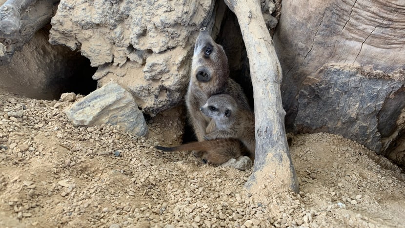 Erdmännchen in der Lewa Savanne des Zoo Zürich.