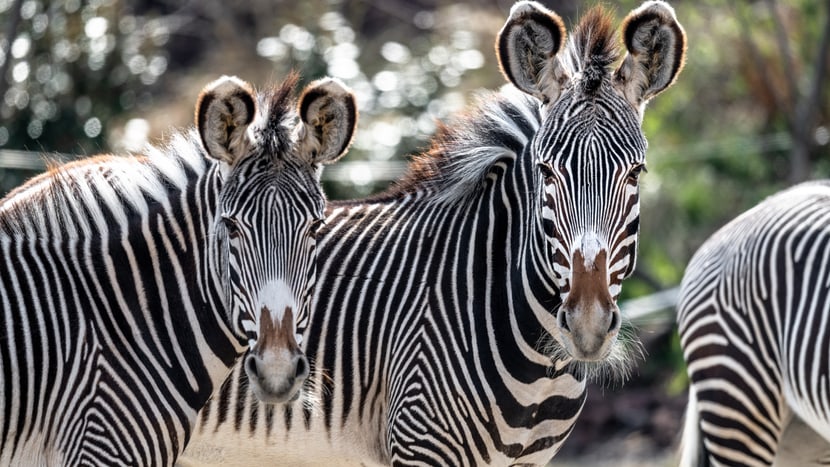 Grevyzebras im Zoo Zürich.