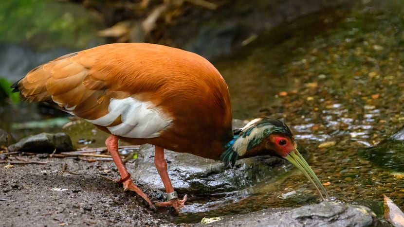 Mähnenibis im Masoala Regenwald auf Futtersuche. 