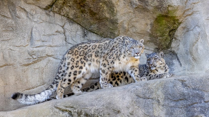 Schneeleoparden Shahrukh und Saida im Zoo Zürich.