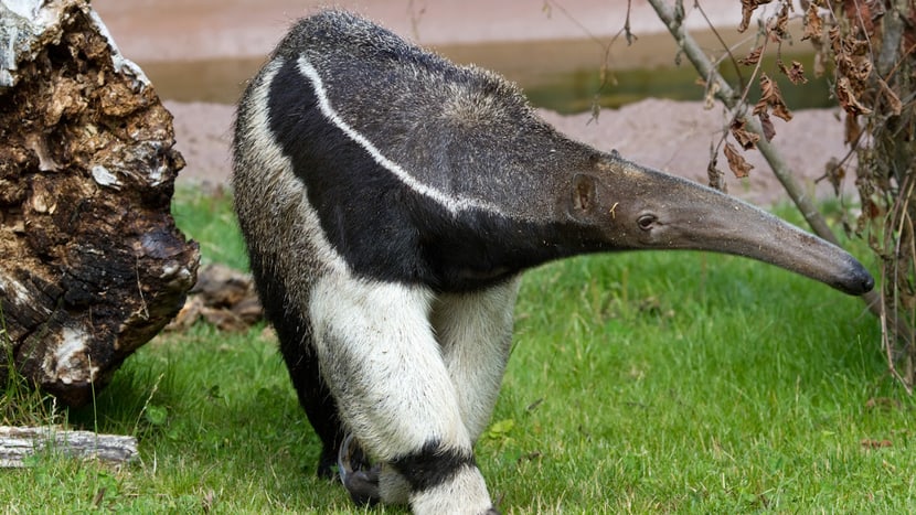 Ameisenbär im Pantanal des Zoo Zürich.