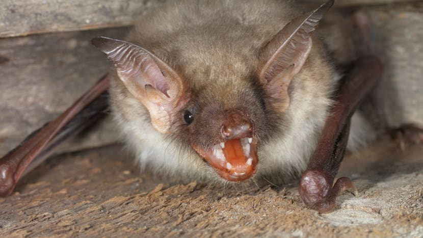 Grosses Mausohr (Fledermaus).