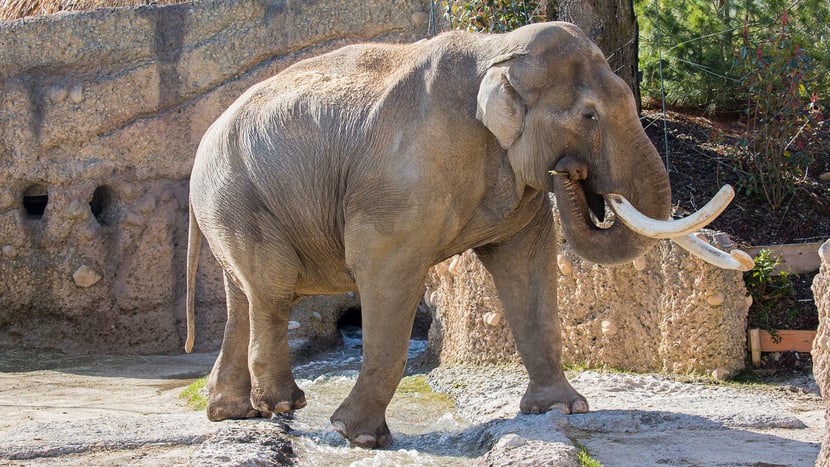 Asiatischer Elefant Maxi im Kaeng Krachan Elefantenpark des Zoo Zürich.