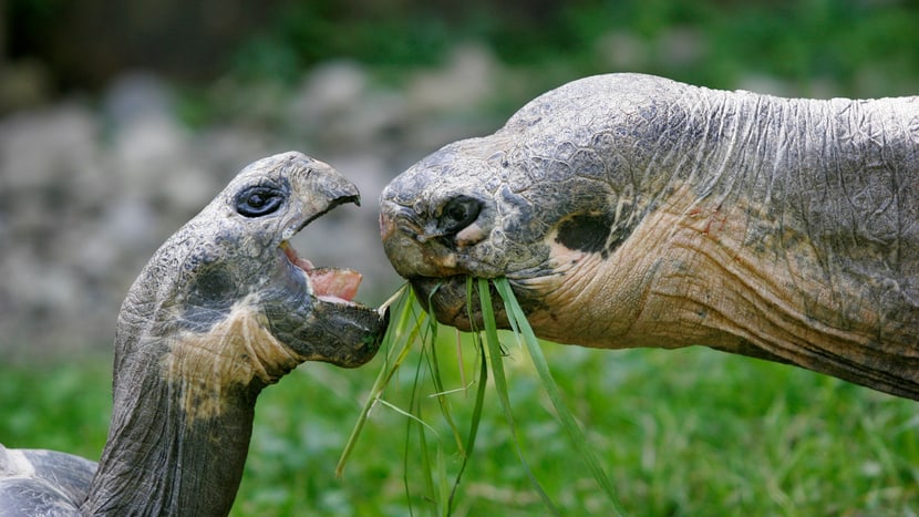 Galapagos-Riesenschildkröten im Zoo Zürich.