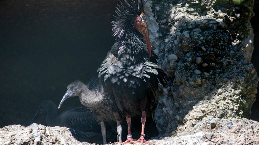 Waldrapp mit Jungvogel im Zoo Zürich.