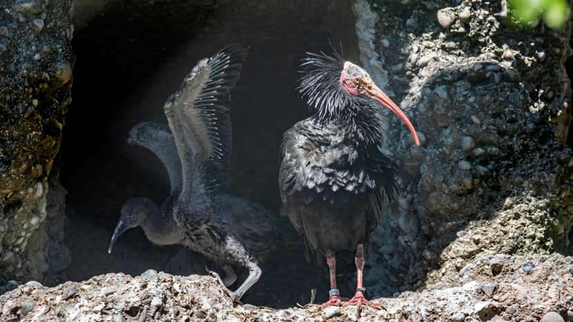 Waldrapp mit Jungvogel im Zoo Zürich.