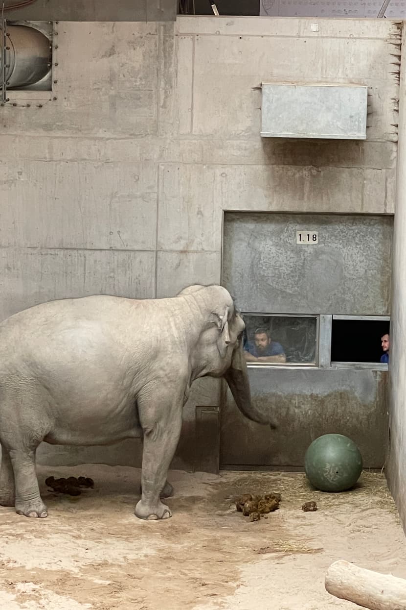 Asiatischer Elefant Farha im Managementbereich des Kaeng Krachan Elefantenparks des Zoo Zürich.