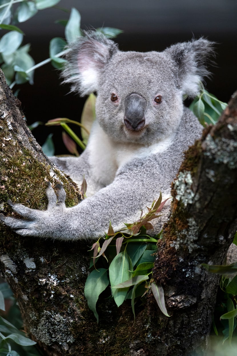 Koalamännchen Tarni in seinem neuen Zuhause Zoo Zürich. 