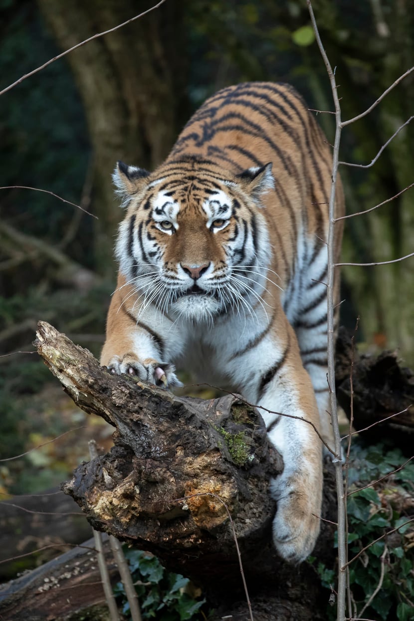 Amurtiger Irina im Zoo Zürich.