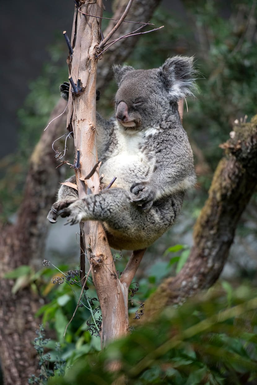 Koalaweibchen Maisy am Schlafen. 