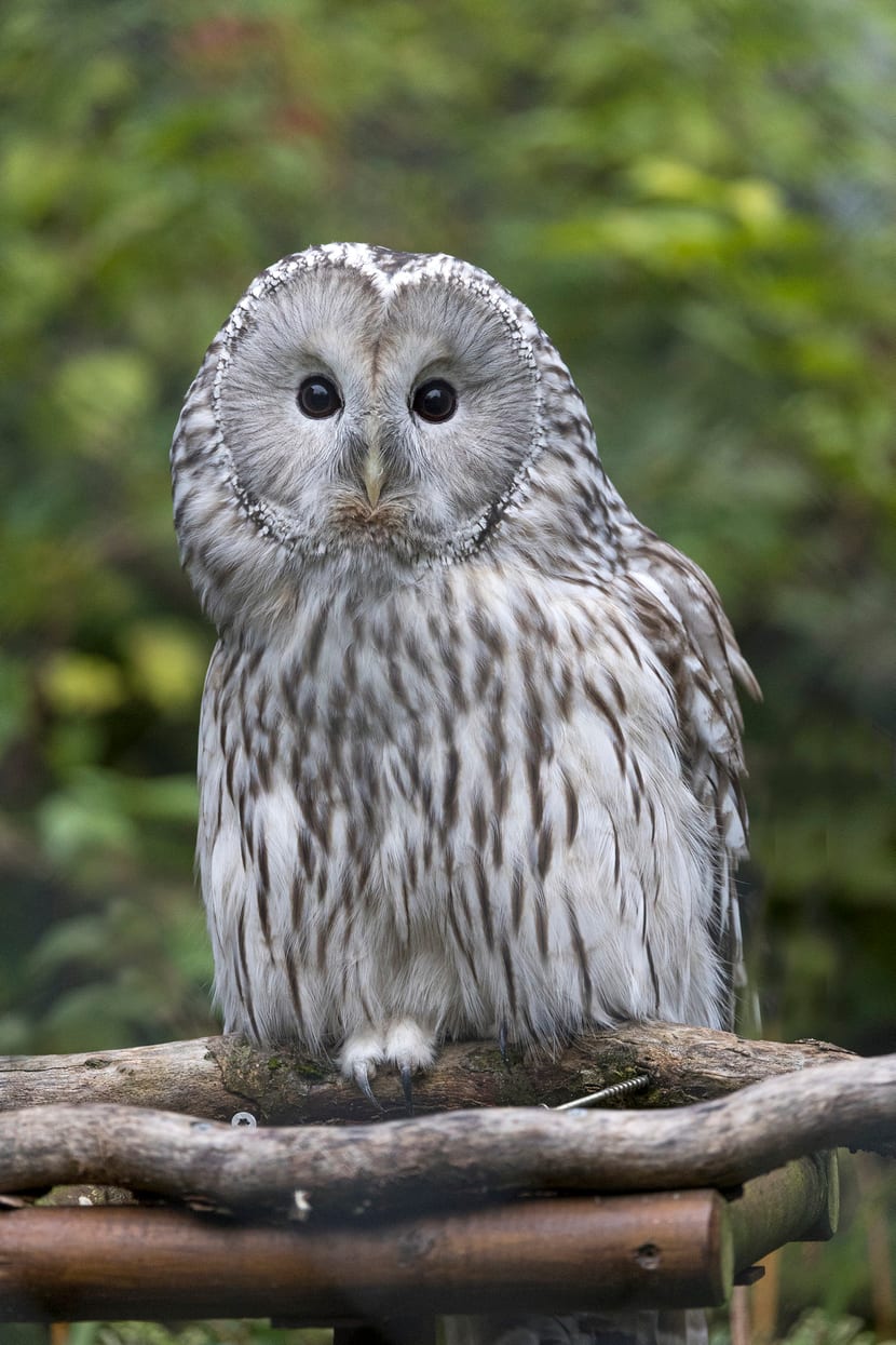 Habichtskauz im Zoo Zürich.