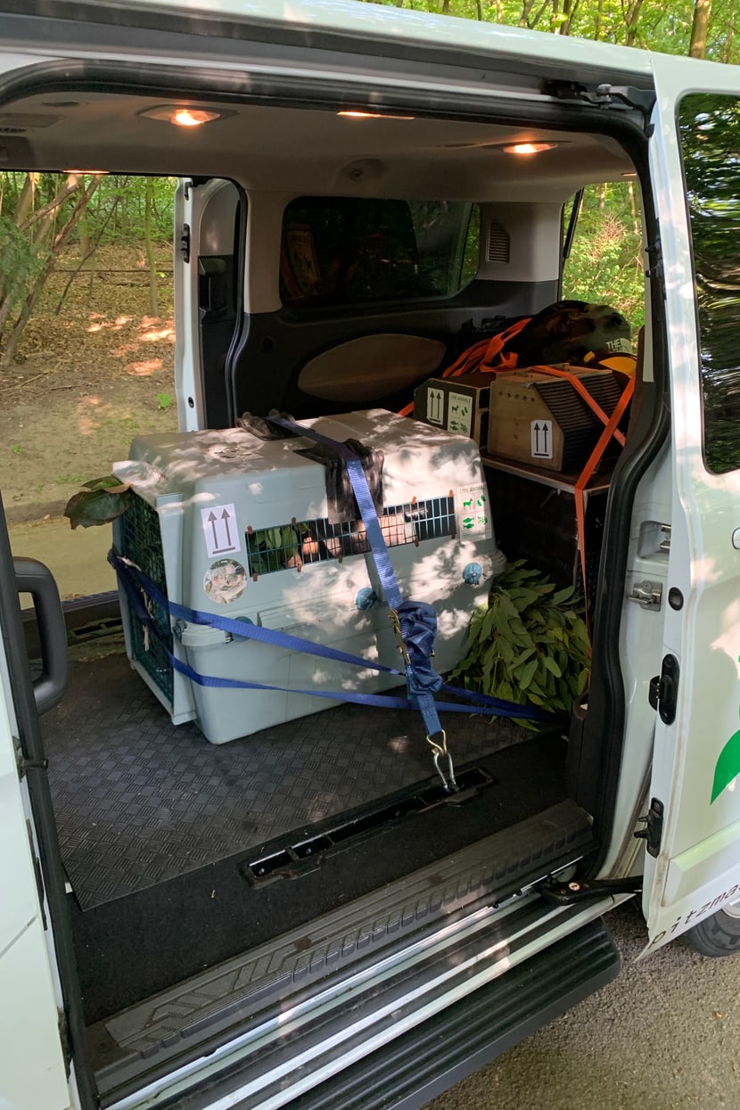Transportfahrzeug und Kiste mit Koala Tarni, der aus dem Zoo Duisburg in den Zoo Zürich reist.