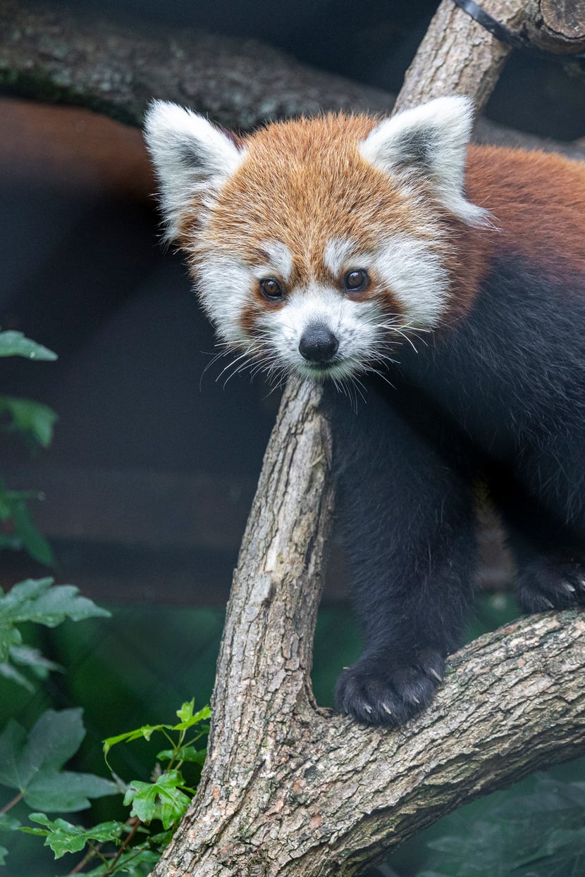 Kleiner Panda Xanju im Zoo Zürich, Juni 2024.