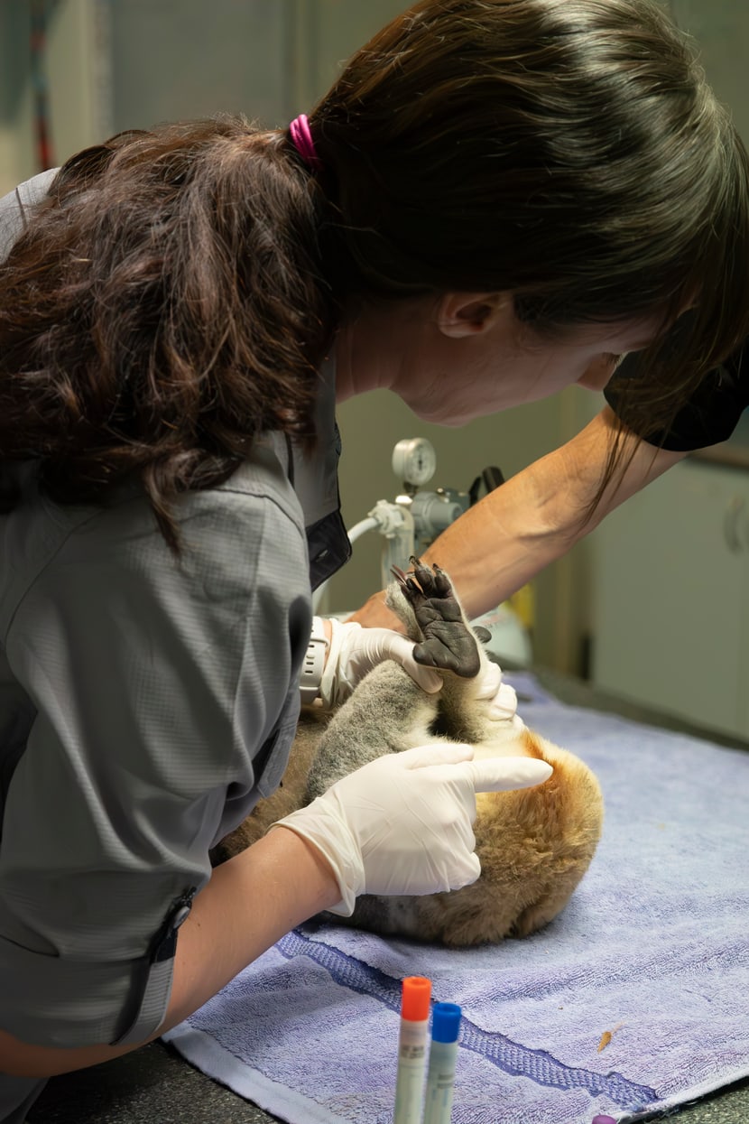 Ein Koala wird im Port Macquarie Hospital in Australien behandelt.