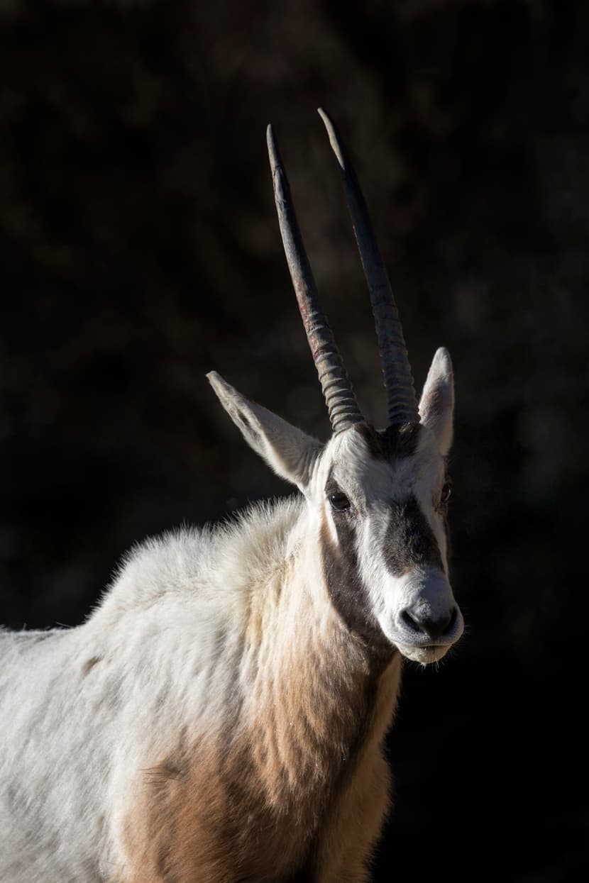Arabische Oryx im Zoo Zürich.