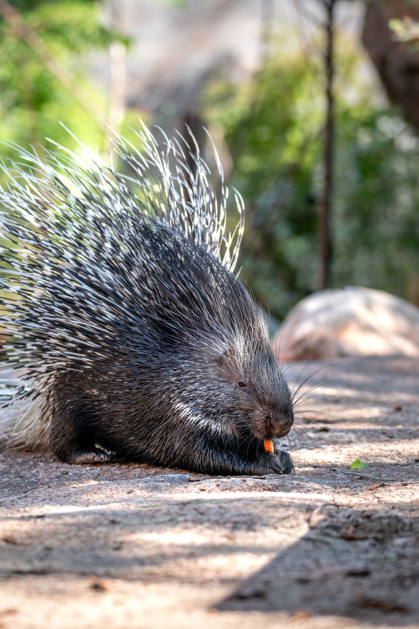 Stachelschwein im Zoo Zürich.
