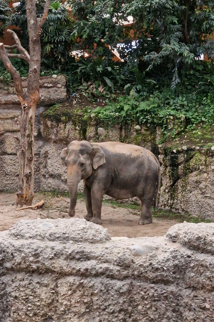 Asiatischer Elefant Panang in der Innenanlage des Kaeng Krachan Elefantenparks im Zoo Zürich.