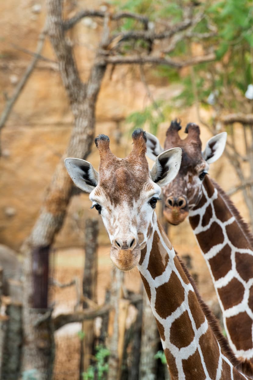 Netzgiraffen Luna und Jahi im Lewa-Giraffenhaus im Zoo Zürich.