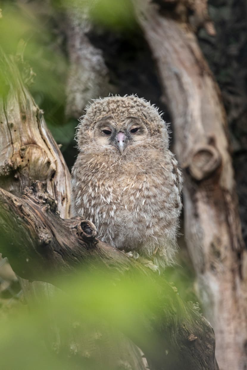 Junger Habichtskauz im Zoo Zürich.