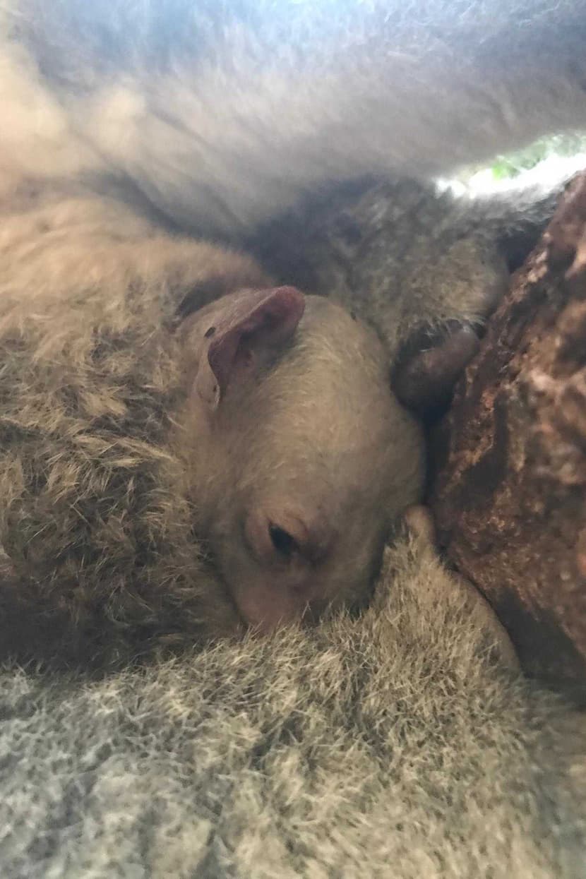 Joey von Koala Pippa im Zoo Zürich.