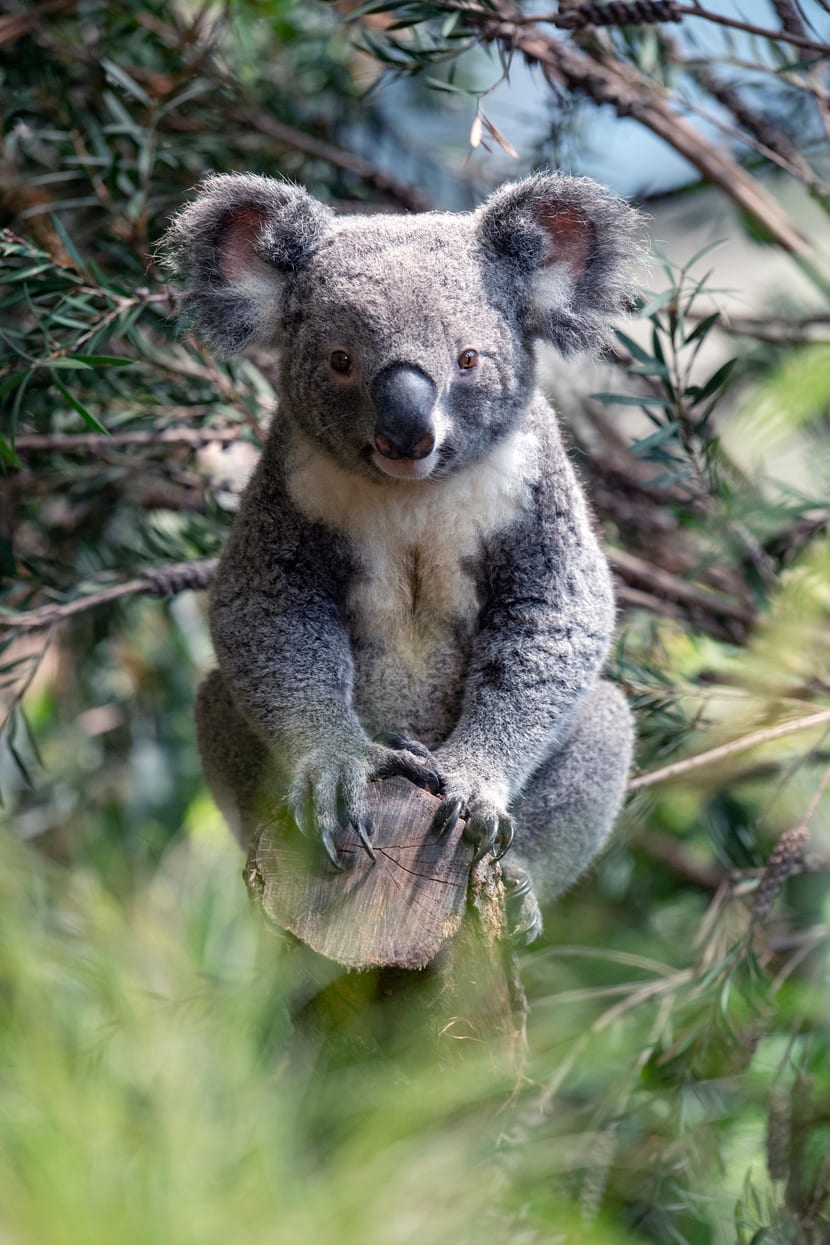 Koalamännchen Uki im neu bepflanzten Australienhaus. 