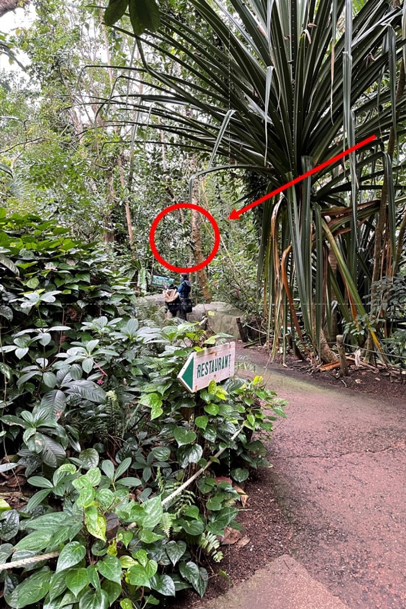 Stern von Madagaskar im Masoala Regenwald des Zoo Zürich.