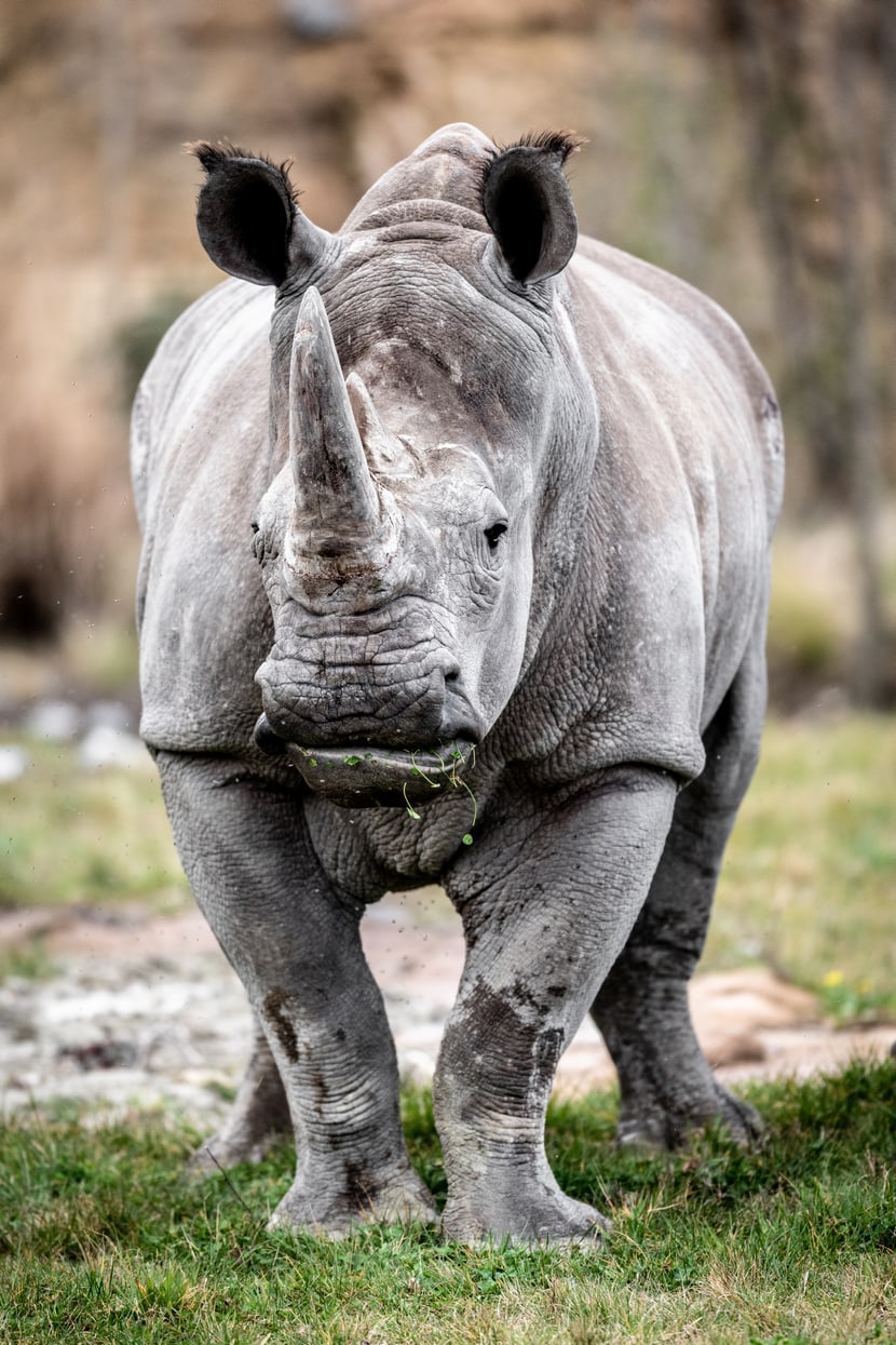 Breitmaulnashorn Teshi in der Lewa Savanne im Zoo Zürich.