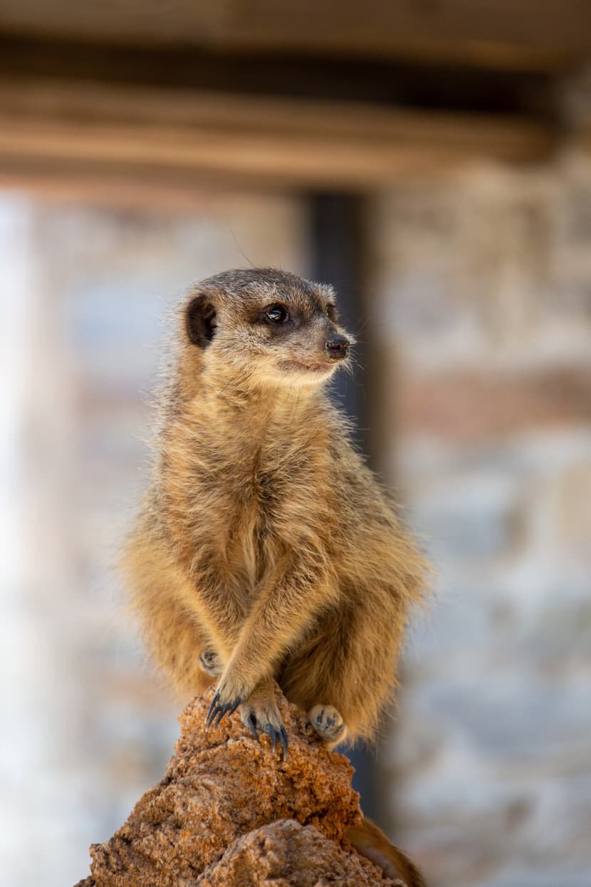 Erdmännchenanlage in der Lewa Savanne im Zoo Zürich.