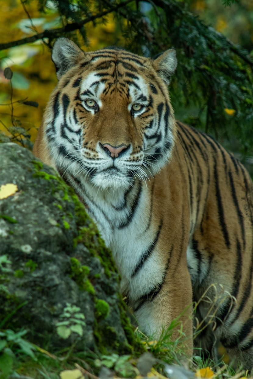 Amurtiger Sayan im Zoo Zürich.