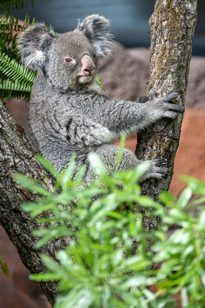 Koalaweibchen Maisy im Australienhaus. 