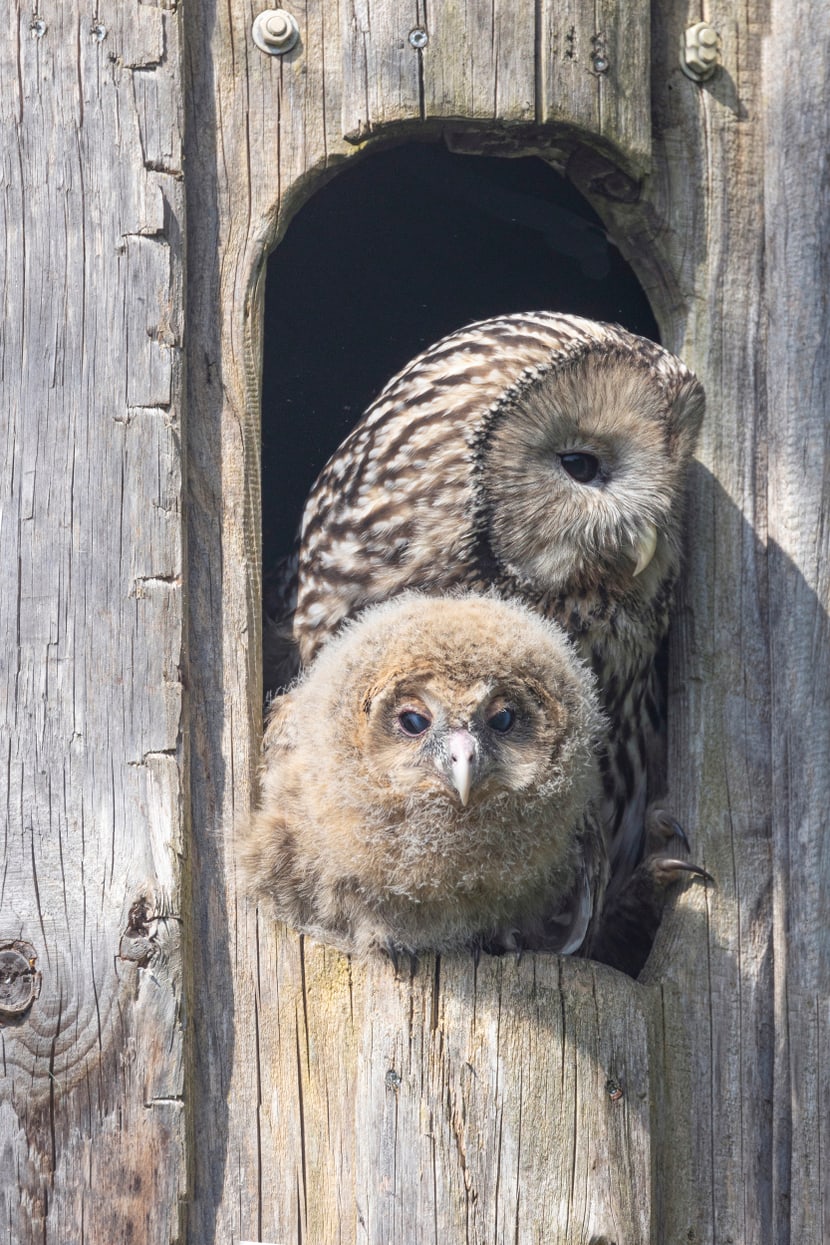 Zwei Habichtskäuze, ein erwachsenes Tier und ein Jungtier, schauen aus ihrer Bruthöhle im Zoo Zürich.