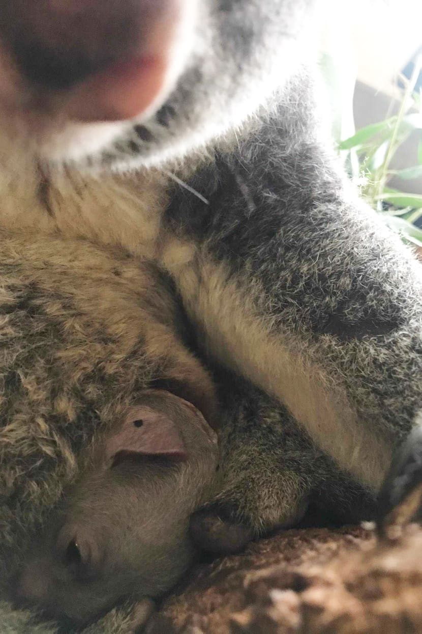 Koala Pippa mit Joey im Zoo Zürich.