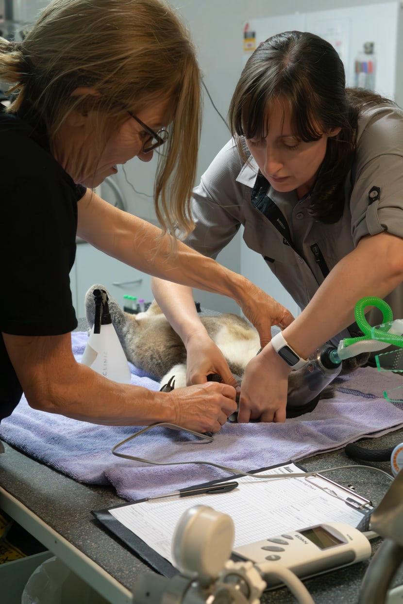 Ein Koala wird im Port Macquarie Hospital in Australien behandelt.