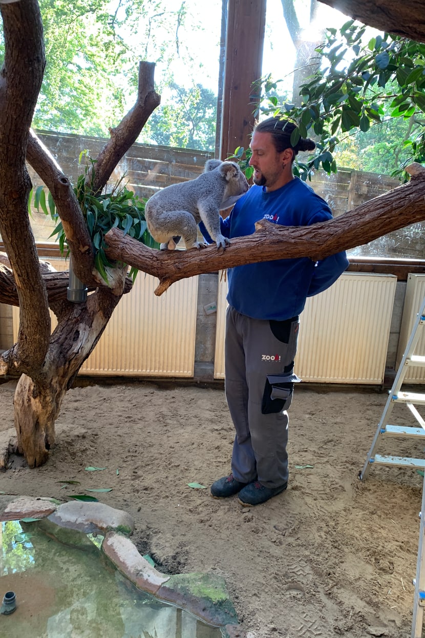 Koala-Männchen Tarni im Zoo Duisburg mit Tierpfleger Philipp Lederle.