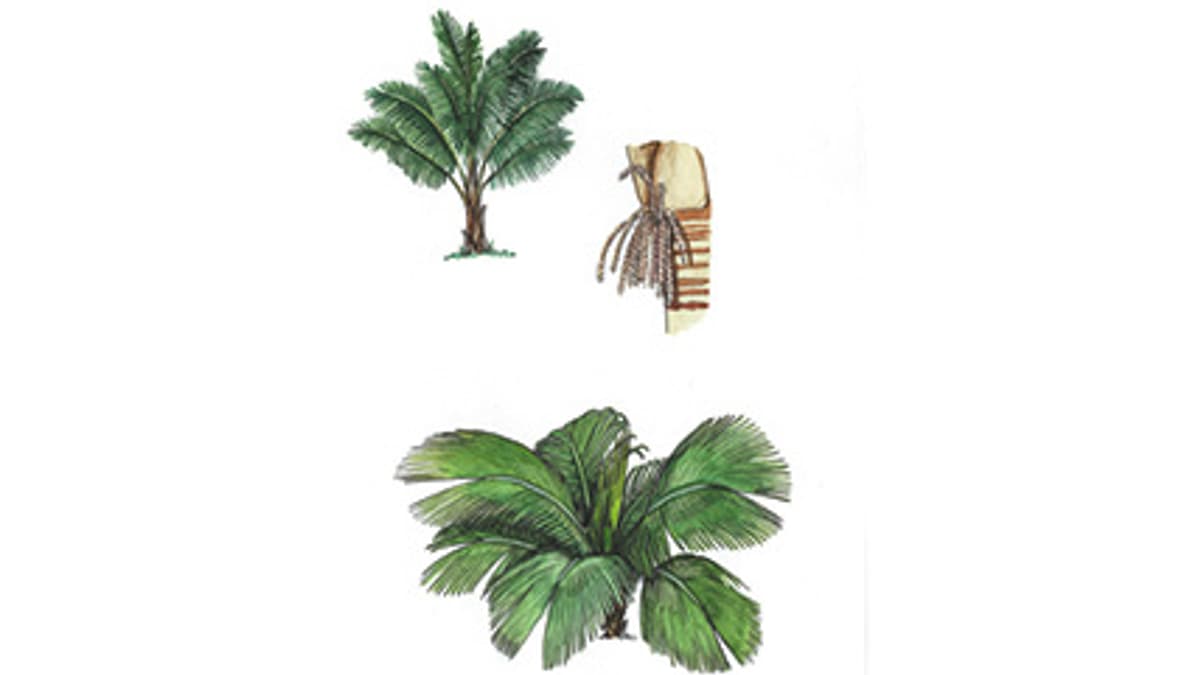 Illustration Riesenfensterpalme
