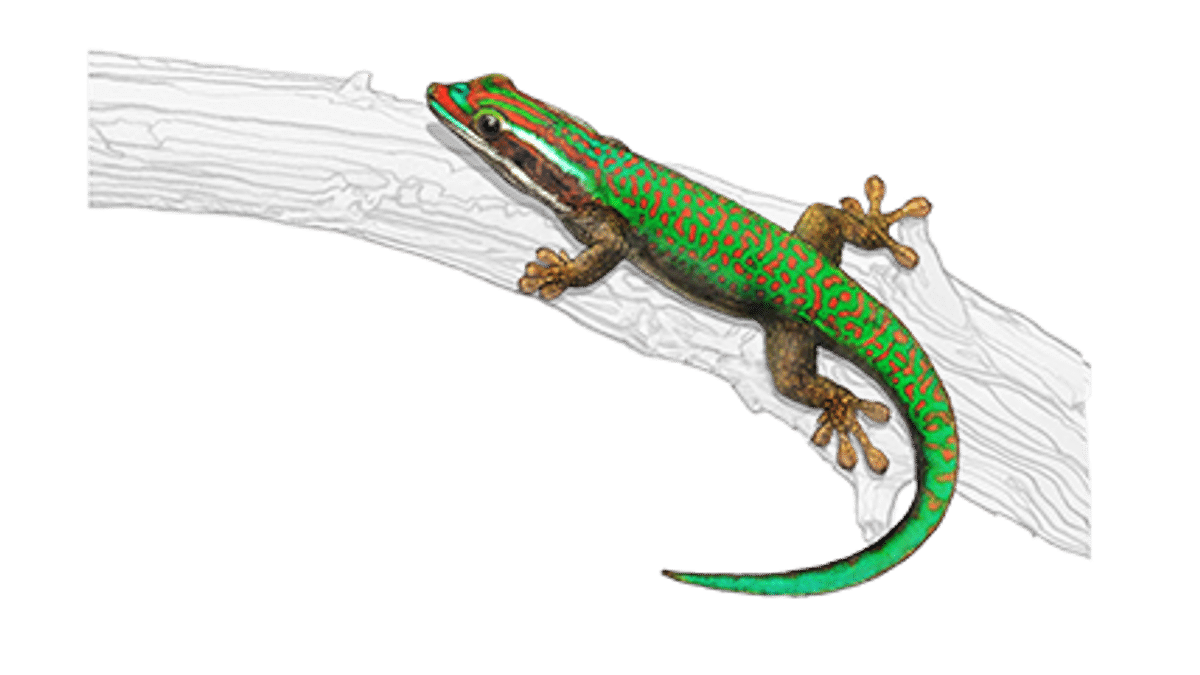 Illustration Schmuck-Taggecko